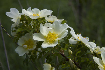 The branch of a white wild rose on the green background May morning