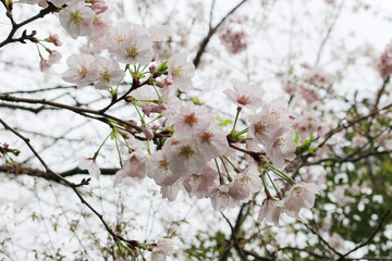 薄桃色の桜の花