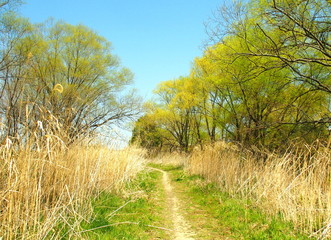 芽吹きの木々と小道