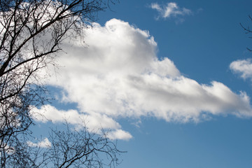 blue sky with big windy white cloud and dark tree branch silhouette on left side, empty space, day view