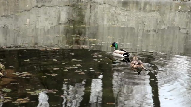Drake and duck swim in pond