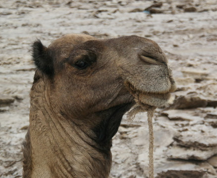 Camel for Transportation of salt slabs , Karum lake, Danakil, Afar Ethiopia