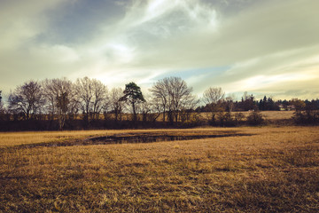 Fototapeta premium lake in the forest on a meadow