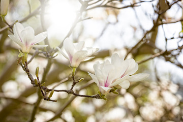 Magnolienblüte im Frühling