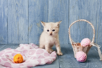 Plakat White kitten at blue wood
