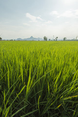 Rice paddy in front of Iko Mountain, Petchaburi, Thailand