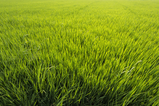 Endless Rice paddy in spring time