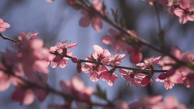 Pink peach tree blossom, fruit orchard in spring