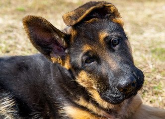 German shepherd puppy