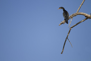 cormorano