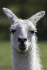 White llama portrait. Selective focus on dopey eyes