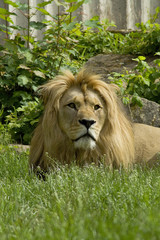 Naklejka premium Löwe