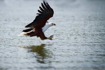 aquila a caccia