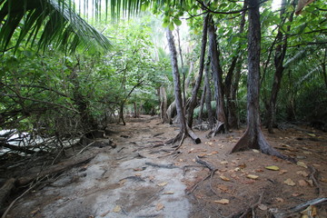 Tropical Vegetation of Curieuse Island close Praslin, Seychelles, Indian Ocean, Africa