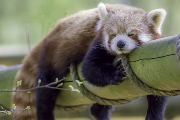 Abwaschbare Fototapete Olivgrün Roter Panda schläft. Nettes Tier, das ein Mittagsschläfchen hält.