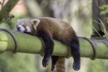 Fototapeta premium Śpiąca czerwona panda. Zabawny ładny obraz zwierząt.