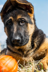German shepherd dog playing with ball