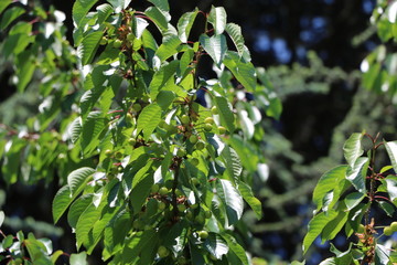 Sweet cherries mature on tree in early summer © ClaraNila