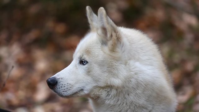 White husky in a forest