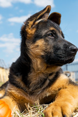 German shepherd puppy