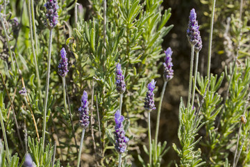  lavande  en pleine nature 