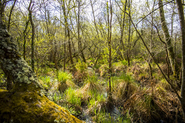 arbre en forêt 