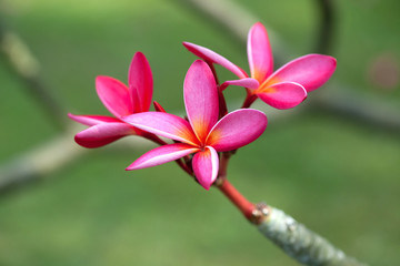 Pink frangipani flower