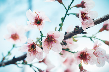 Cherry Blossom or Sakura flower Soft focus and blur in vintage style for background