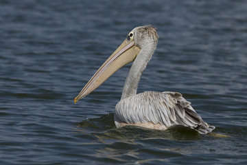 pelicano in acqua
