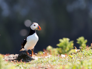 Fototapeta premium Puffin standing at cliff