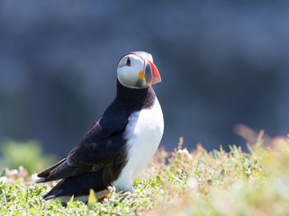 Puffin standing at cliff