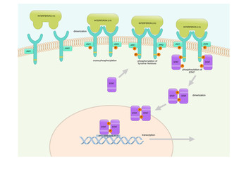 the interferon pathway inside the cell