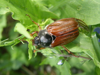 European cockchafer on the leaf