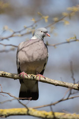 Common Wood Pigeon, Wood Pigeon, Columba palumbus