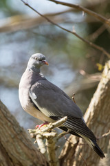 Common Wood Pigeon, Wood Pigeon, Columba palumbus