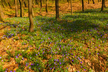 beautiful spring flowers in the forest