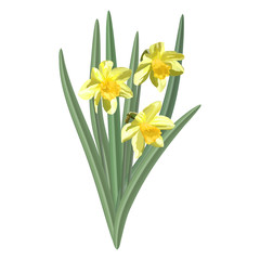 Narcissus   plant, a bouquet of spring flowers, Bush. Vector illustration.