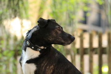 Hund blickt zur Seite am Gartenzaun