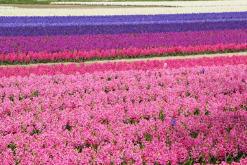 Fototapeta premium Champ de jacinthes en fleur