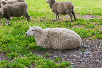 Obraz na płótnie Canvas Sheep Family in New Zealand, with Young Lambs