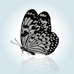 Beautiful hand drawing butterfly. Element for design.