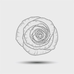 Beautiful flower rose. Floral element for design