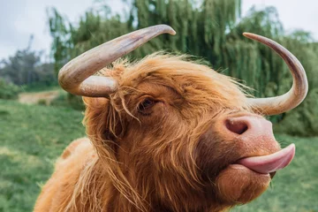 Selbstklebende Fototapete Kuh Gruppe von Hochlandrindern, die im Wald weiden lassen