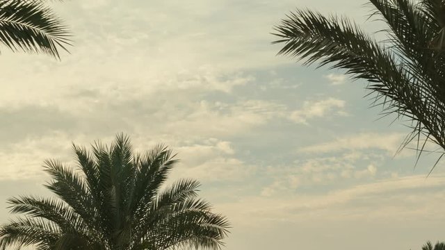 Palm Tree Sky Cloud Time Lapse in the morning High quality 10bit footage. Very easy color correction