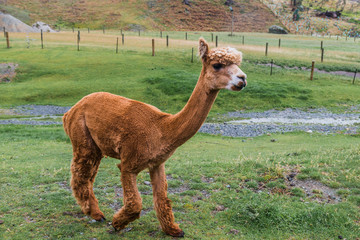 Alpacas on a farm