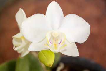 Closeup white Phalaenopsis orchid flower