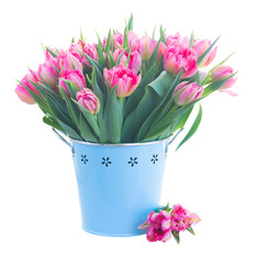 Bouquet of fresh bright pink tulips in blue pot isolated on white background