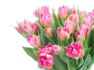 Bouquet of bright pink tulips close up isolated on white background