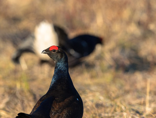Portrait of one Black Grouse at lek with one black grouse soft in the background, at sunrise in spring, april, in Norway