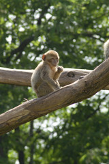 Affe